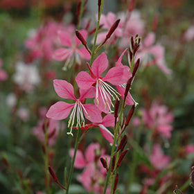 Ballerina Rose Gaura