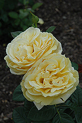 Michelangelo Rose