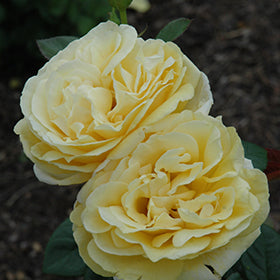 Michelangelo Rose