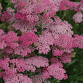 Pink Grapefruit Yarrow (Achillea)