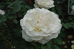 French Lace Rose