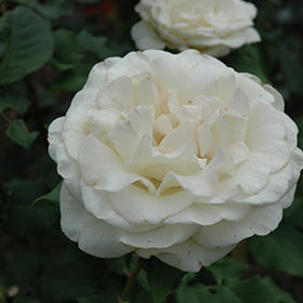 French Lace Rose