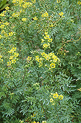 Fringed Rue (Ruta Barry)