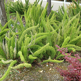 Myers Foxtail Fern (Asparagus Meyerii) 3G