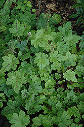 Happy Trails Foamflower (Tiarella)