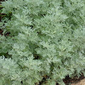Powis Castle Artemesia