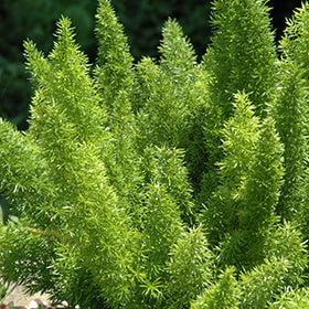 Myers Foxtail Fern (Asparagus Meyerii) 3G