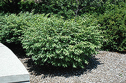 Fire Ball Burning Bush (Euonymus)