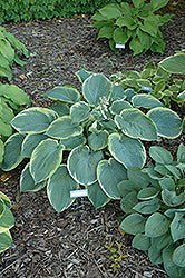 American Halo Hosta