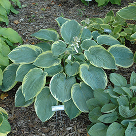 American Halo Hosta