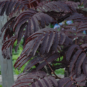 Summer Chocolate Mimosa (Albizia)