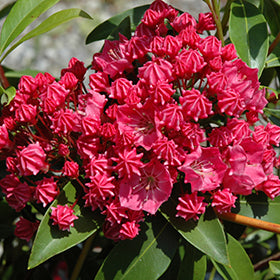 Raspberry Glow Mountain Laurel (Kalmia)