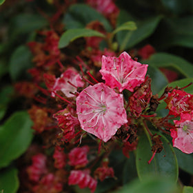 Raspberry Glow Mountain Laurel (Kalmia)