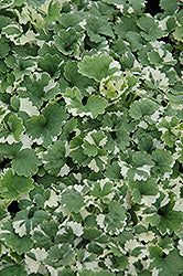 Variegated Ground Ivy (Glechoma)