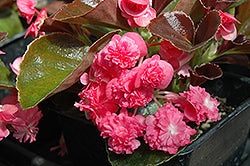 Doublet Rose Begonia