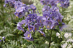 Bressingham Purple Jacob's Ladder (Polemoniun)