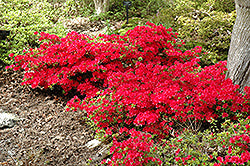 Hino Crimson Azalea