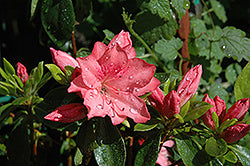 Girard's Renee Michelle Azalea