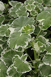 Wilhelm Langguth Geranium