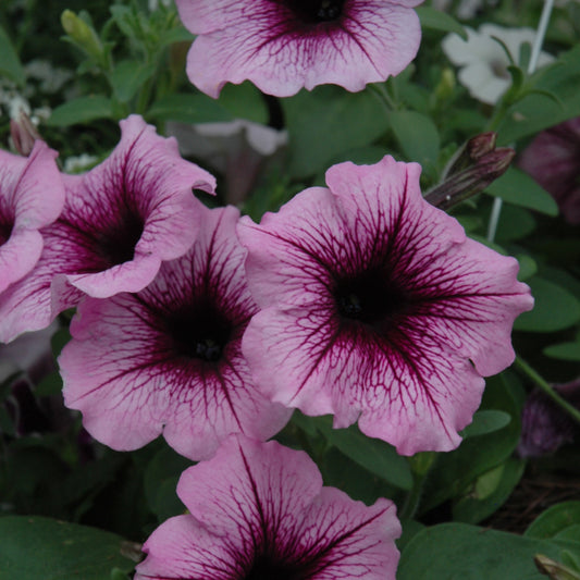 Supertunia Bordeaux Petunia