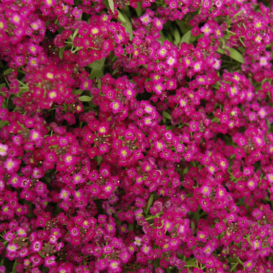 Wonderland Purple Alyssum