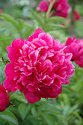 Kansas Peony