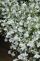 Techno White Lobelia