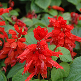 Red Hot Sally Salvia