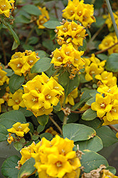 Golden Globes Loosestrife (Lysimachia)