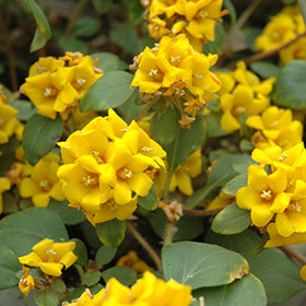 Golden Globes Loosestrife (Lysimachia)