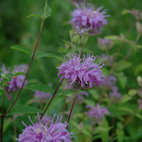 Wild Beebalm ABGL (Monarda)