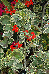 Mrs. Pollock Geranium