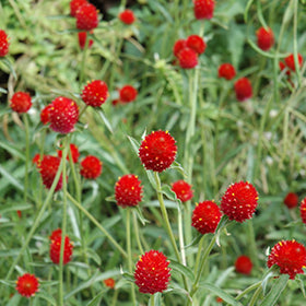 Strawberry Fields Gomphrena