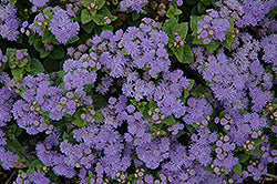Aloha Blue Flossflower (Ageratum)