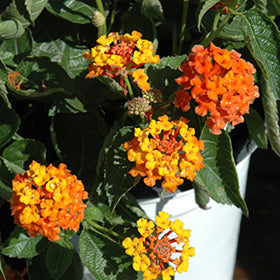 Bandito Orange Sunrise Lantana