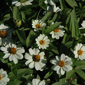 Profusion White Zinnia