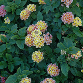 Little Lucky Peach Glow Lantana