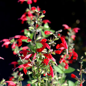 Summer Jewel Sage (Salvia) 3.5"