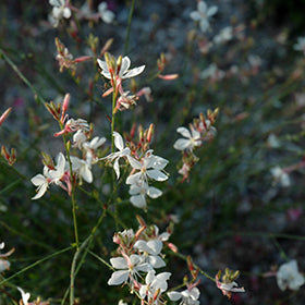 Ballerina White Gaura