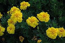 Durango Yellow Marigold