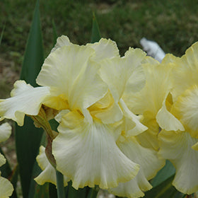 Total Recall Iris