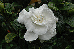 Everblooming Veitchii Gardenia