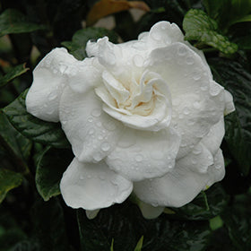 Everblooming Veitchii Gardenia