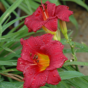 Little Business Daylily (Hemerocallis)