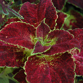 ColorBlaze Dipt in Wine Coleus