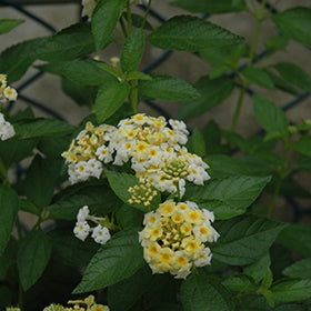 Alba Lantana (White Trailing)
