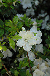 Pleasant White Azalea