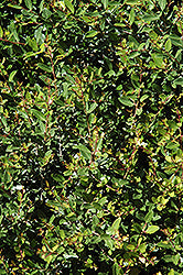 Dwarf Yaupon Holly