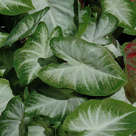 Aaron Caladium