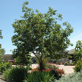 Common Persimmon (Native)